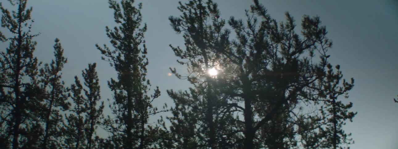 Sunshines from clear blue sky through swaying conifer trees