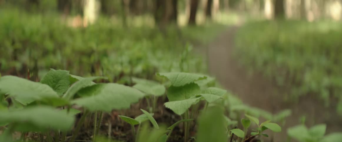 A person on mountain bike rides through a dirt corner while green plants blow in the wind