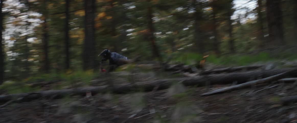 A cyclist rides a mountain bike around a sharp corner on a dirt trail in a woodland during sunset