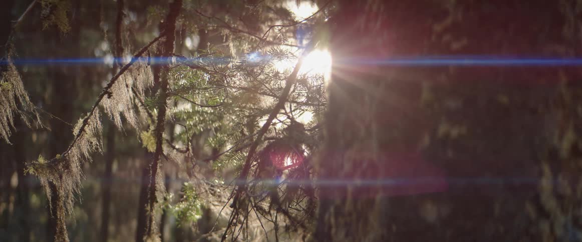 Tree trunk blocks sun shining through branches and needles covered with moss
