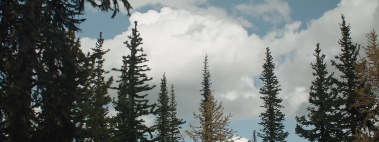 The top of pine trees in a forest
