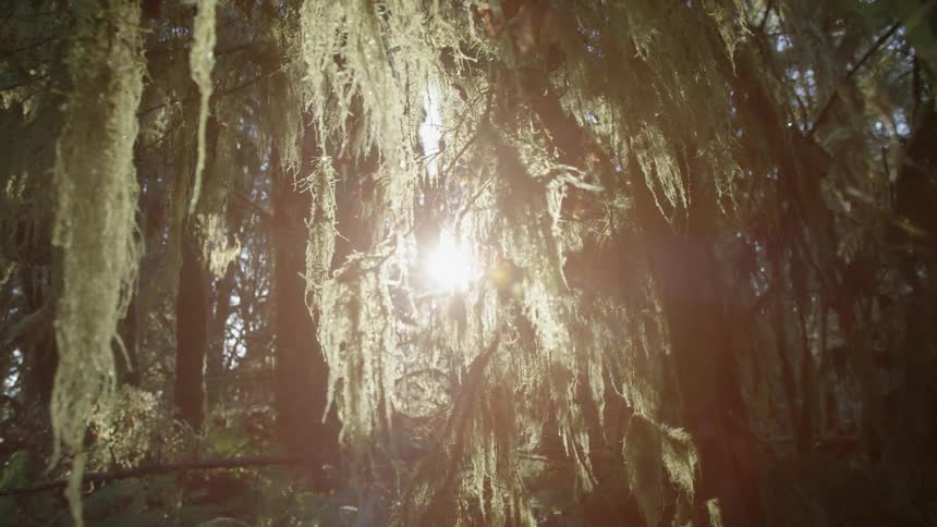 The sun is shining in through trees
