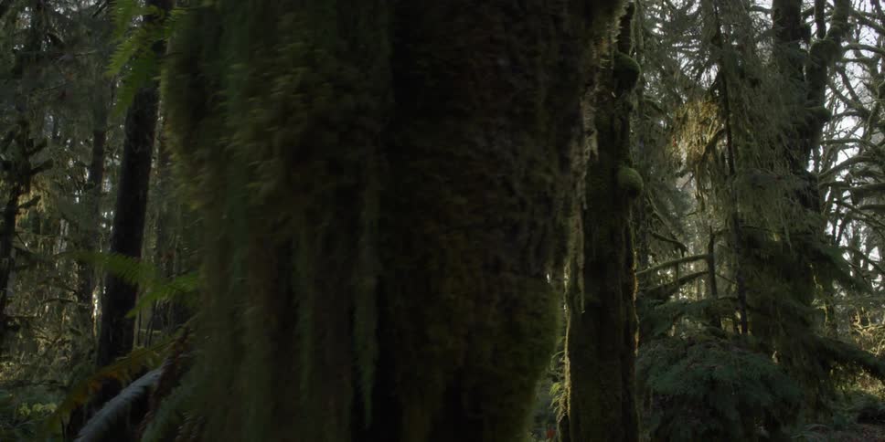The sun shines through a dense forest