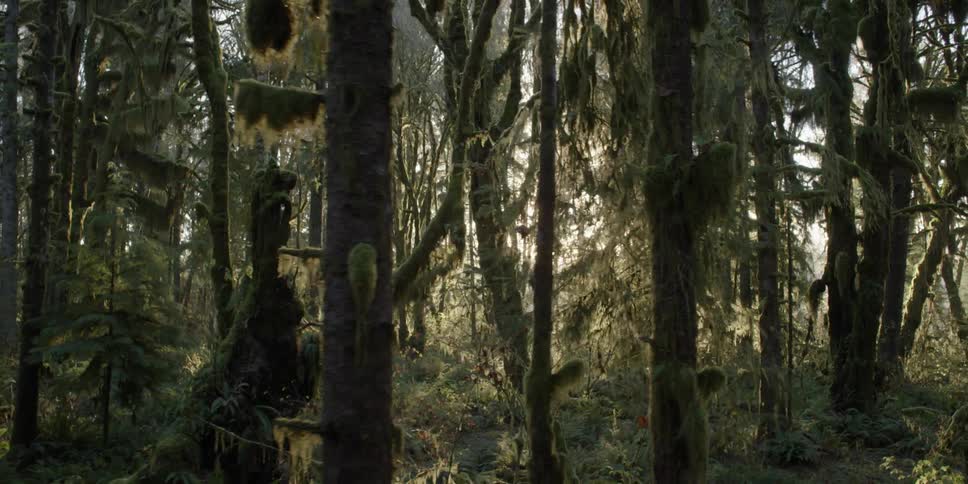 A dense forest has trees covered in moss