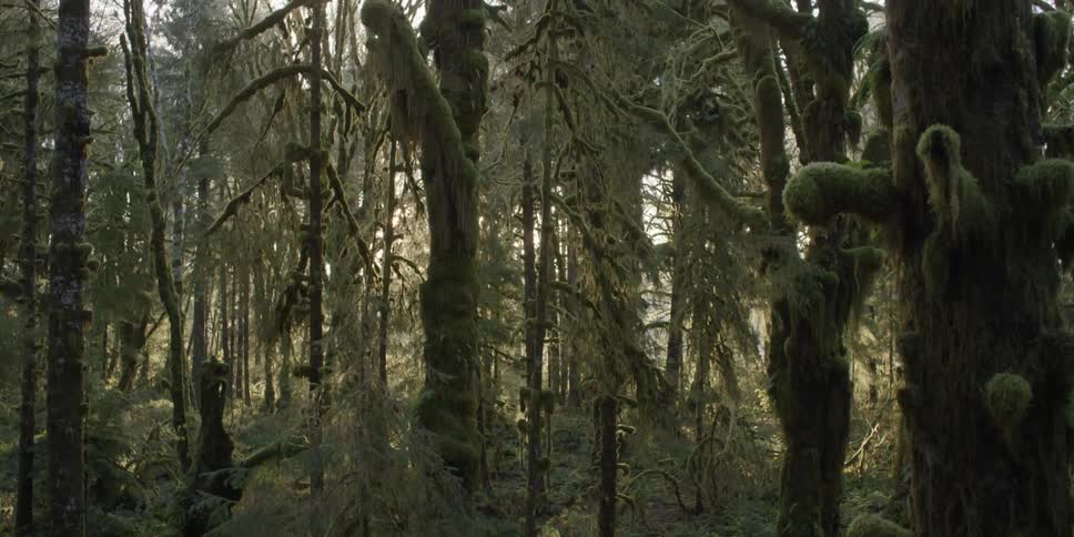 The sun shines through a dense forest