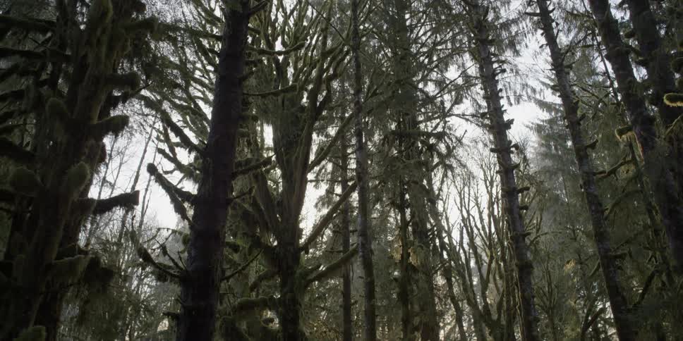 Moving past a forest on a sunny day