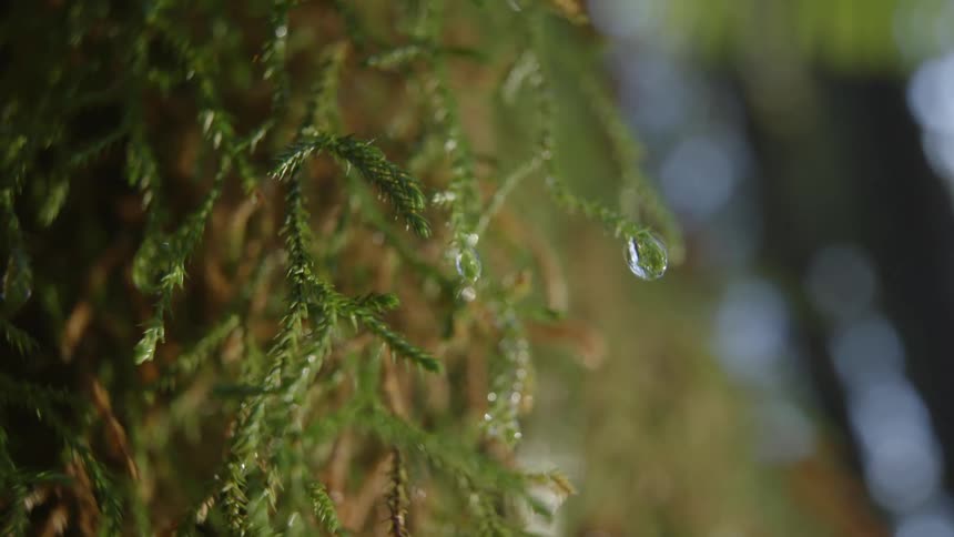 Close up of water droplets on a green plant