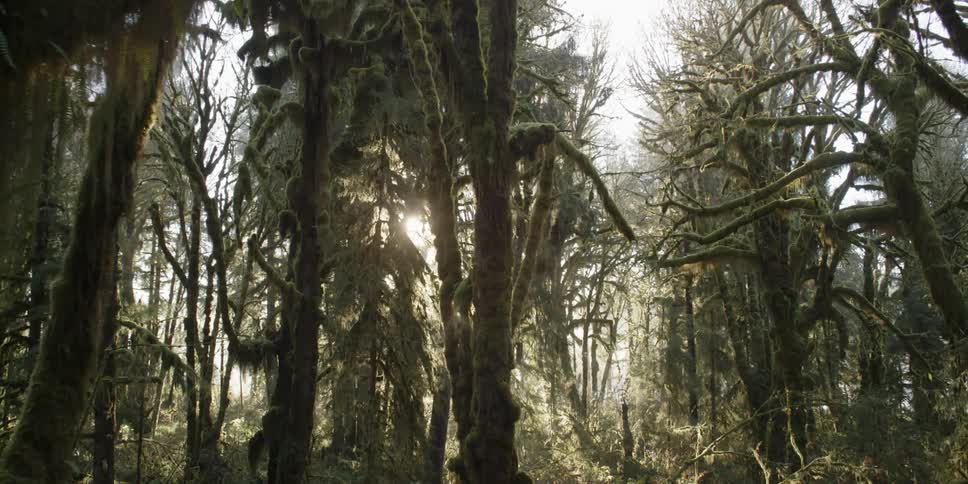 Moving through a forest covered with moss