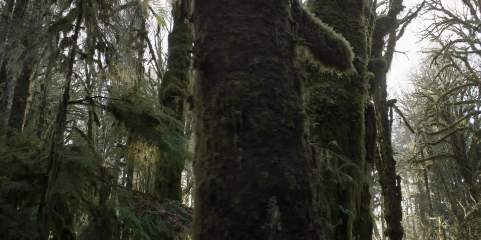 Sun shining through a mossy forest