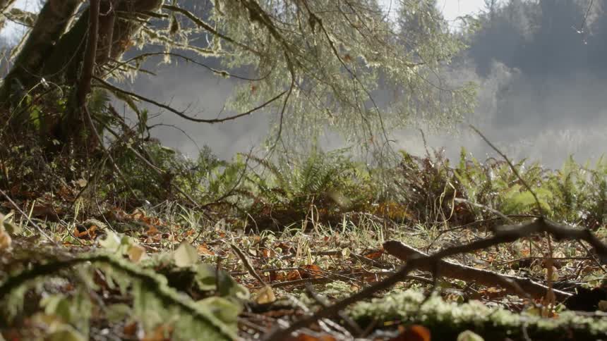 Smoke billowing in a forest