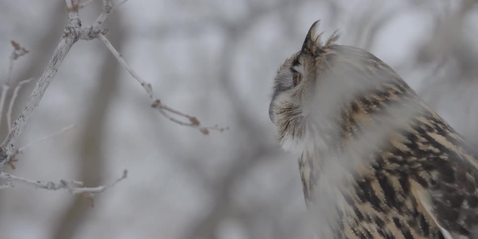 An owl is looking around near trees