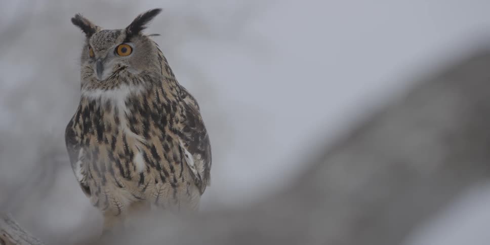 An owl sits perched