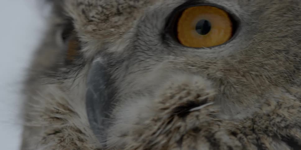 An amber eyed owl looks around