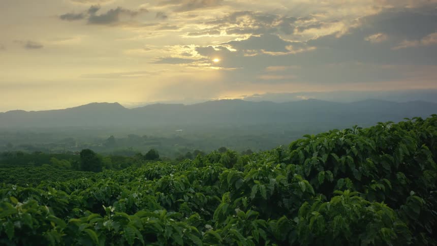Forest with mountains on the horizon and the sun in a cloudy orange sky
