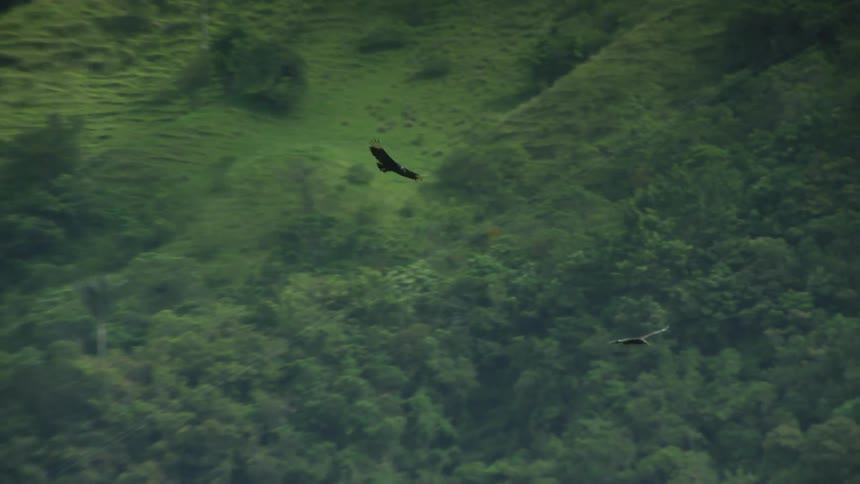 An eagle is flying outdoors over a forest of trees