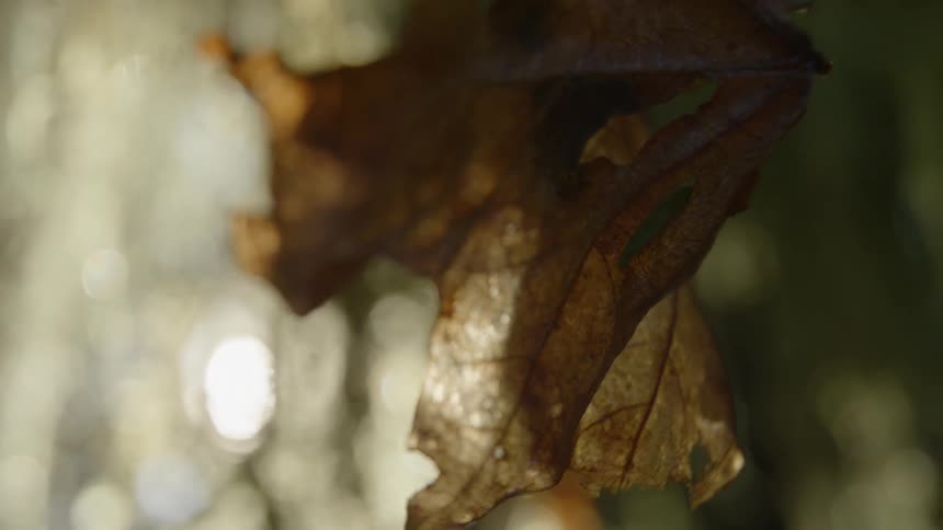 A leaf swaying in the wind