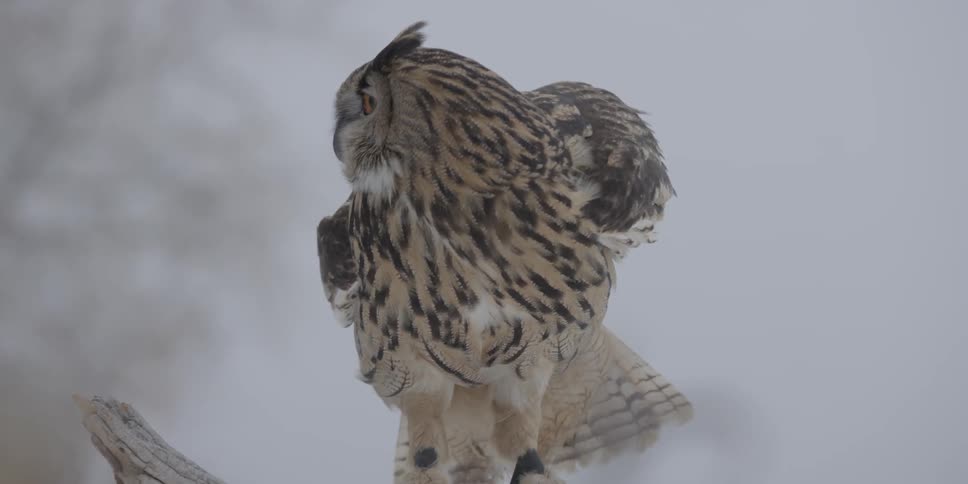 An owl flies and lands