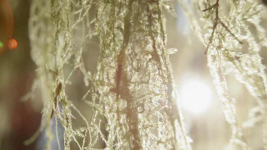 Close up of green leaves with sun shining through