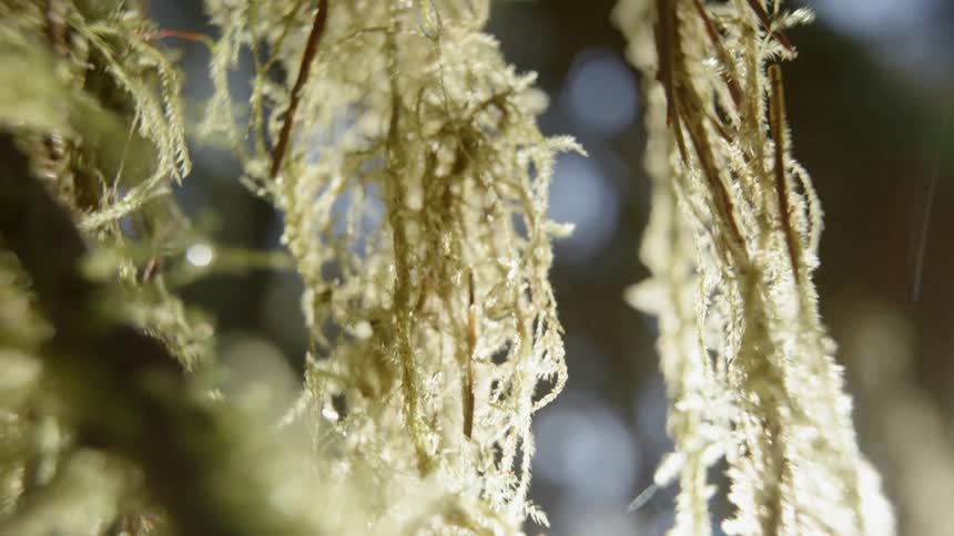 Sunlight shining near fuzzy leaves