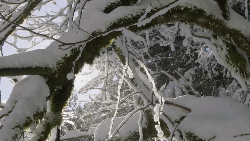 Slow motion shot of sparkling snow shimmering in the mid winter sky with branches loaded up with feet of snow in the heart of winter