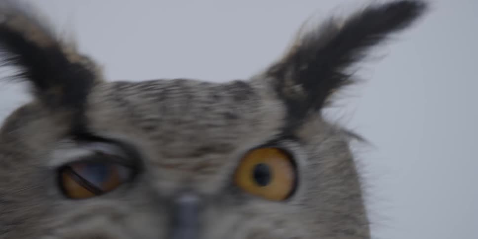An owl turns its head
