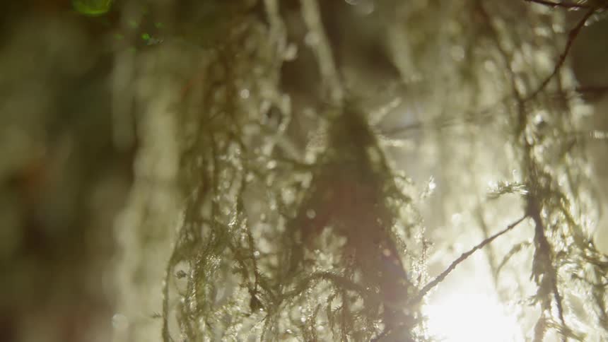 Moist moss hangs from tree branches