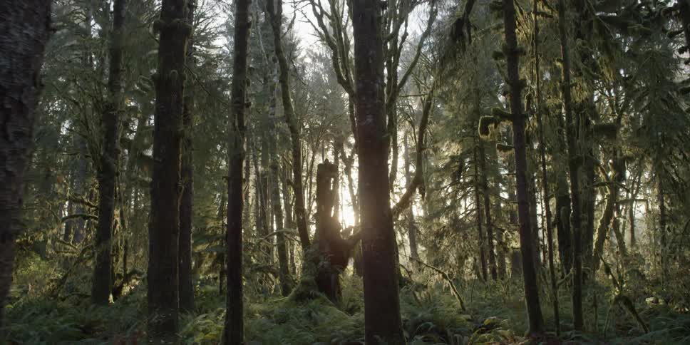 Trees and brush in the woods with the sun shining through