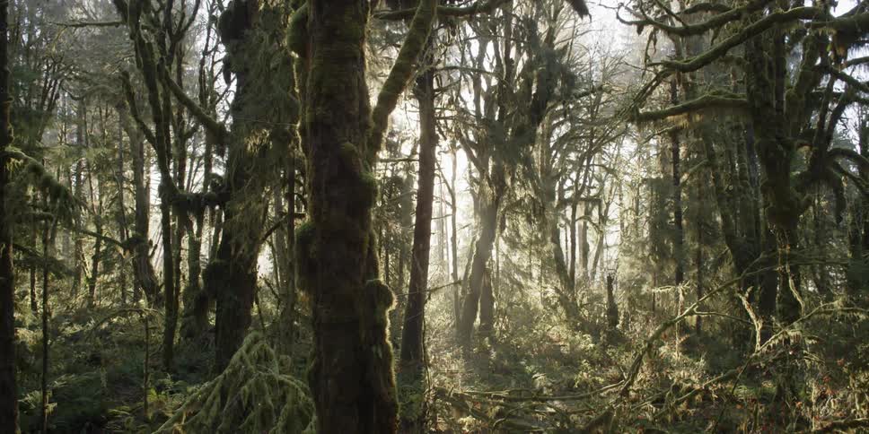 The sun peeks through a green, mossy forest
