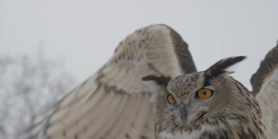 An owl flaps its wings
