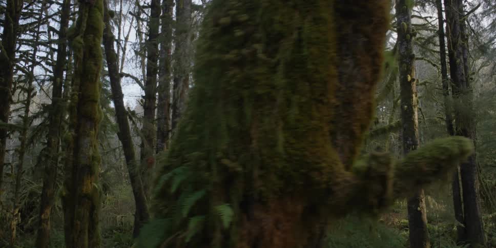 Moss covered trees in a forest