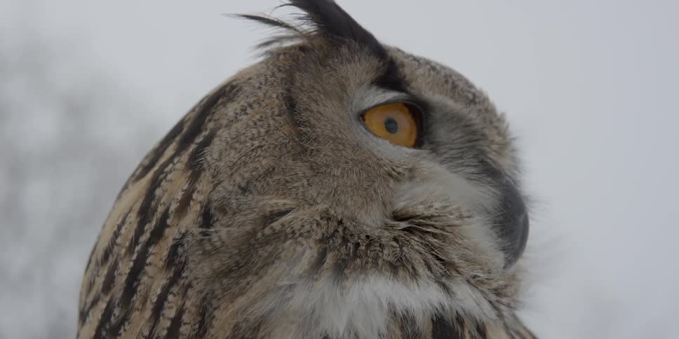 An owl looks back and forth