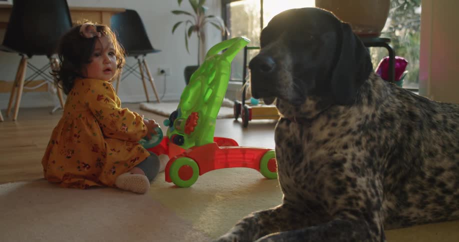 A girl sitting on the floor playing with a toy next to a dog with chairs and a wall in the background