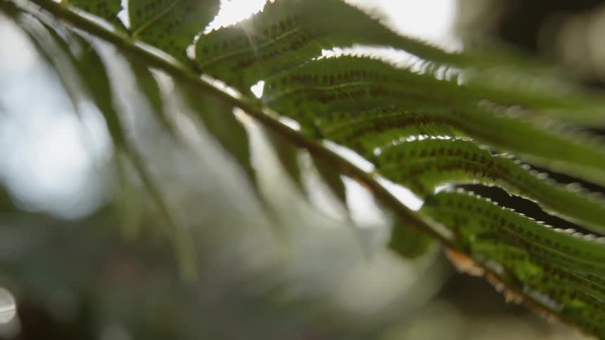 A leafy branch waving slightly in the wind