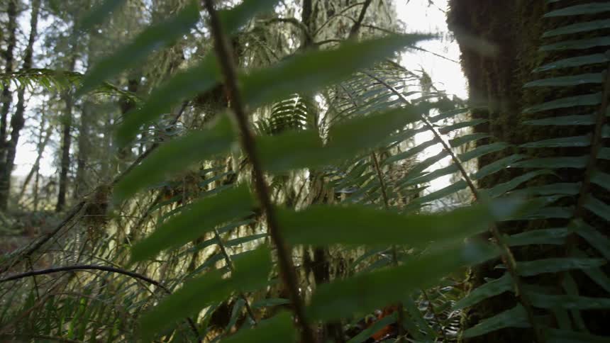 The sun shines through a dense forest
