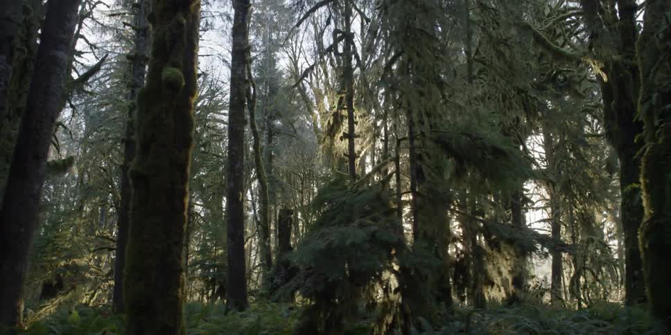 The sun shines through a dense forest