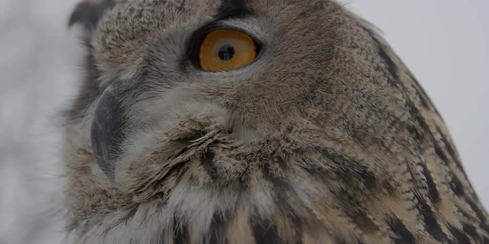 Close up of an owl