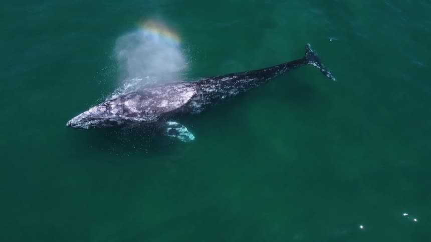 A whale is swimming in an ocean during the day