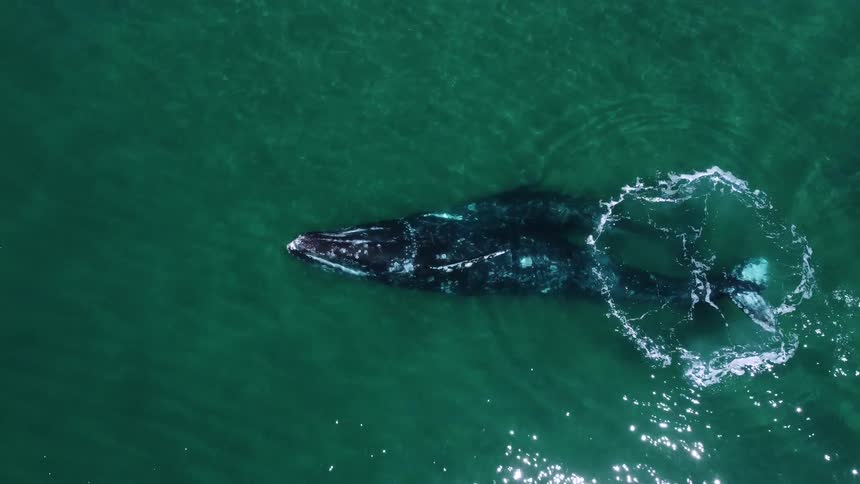 Birds eye view of whales swimming in an ocean is displayed