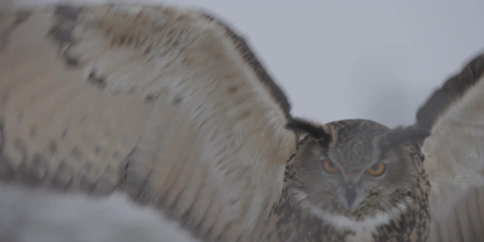 A brown owl lands