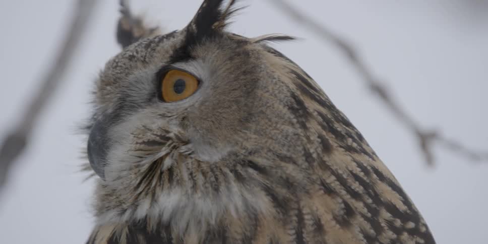 Close up of an owl looking around