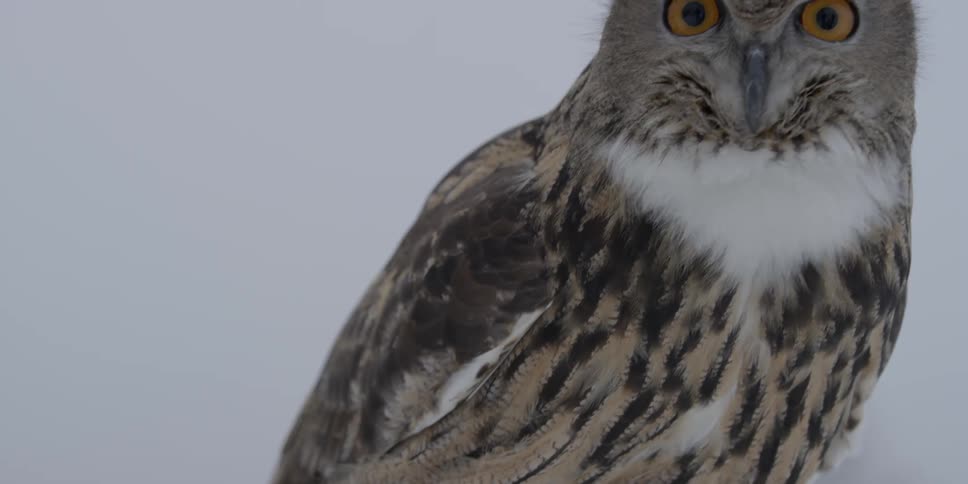 An owl lands on a perch on an overcast day