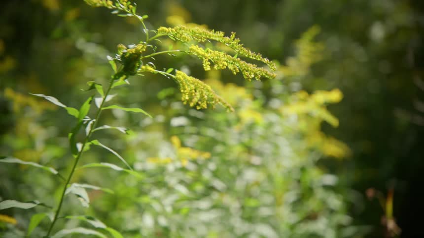 Flowers are displayed in a grassland area during spring