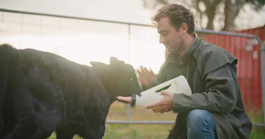 A man on a farm feeds a calf