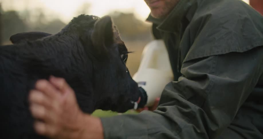 A man is feeding a calf from a large milk bottle on a farm in the early morning