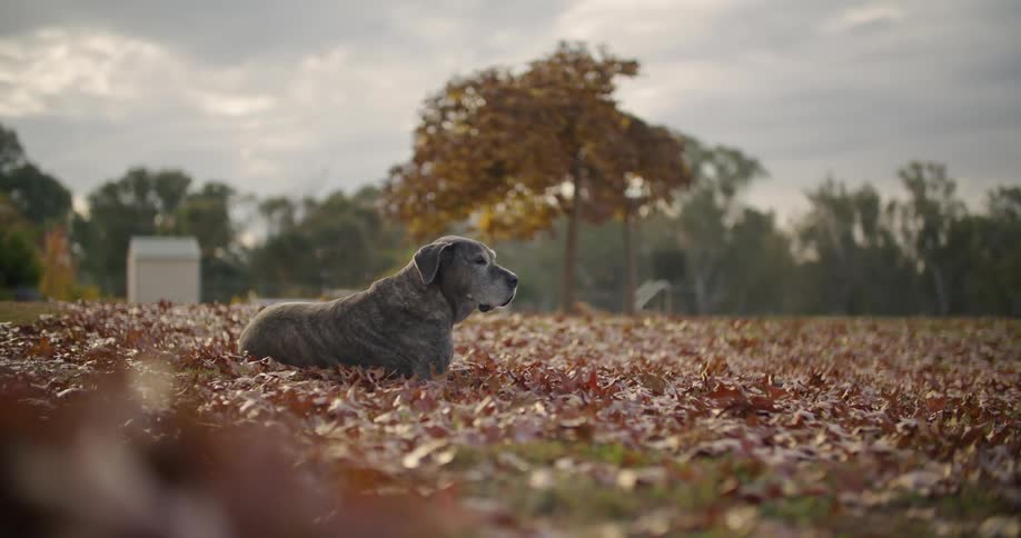A dog rests among the fallen leaves in a field on a cloudy day