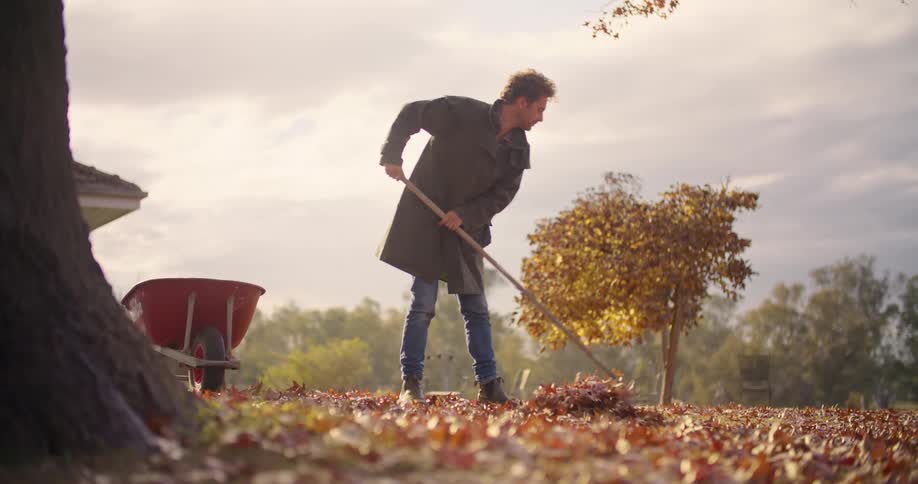 A man in a coat is raking up numerous fallen leaves into a pile near his wheelbarrow