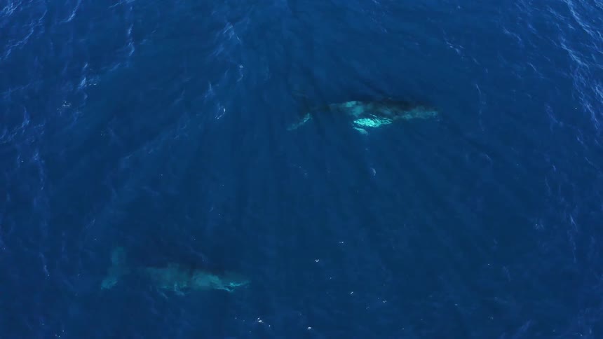 Whales swim underneath the water