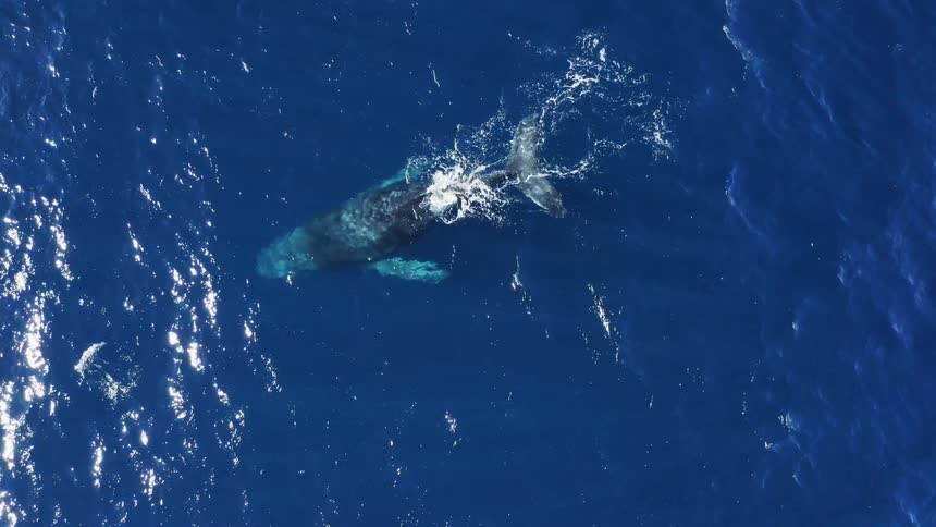 A whale swims underwater in the ocean spraying water out of its spout