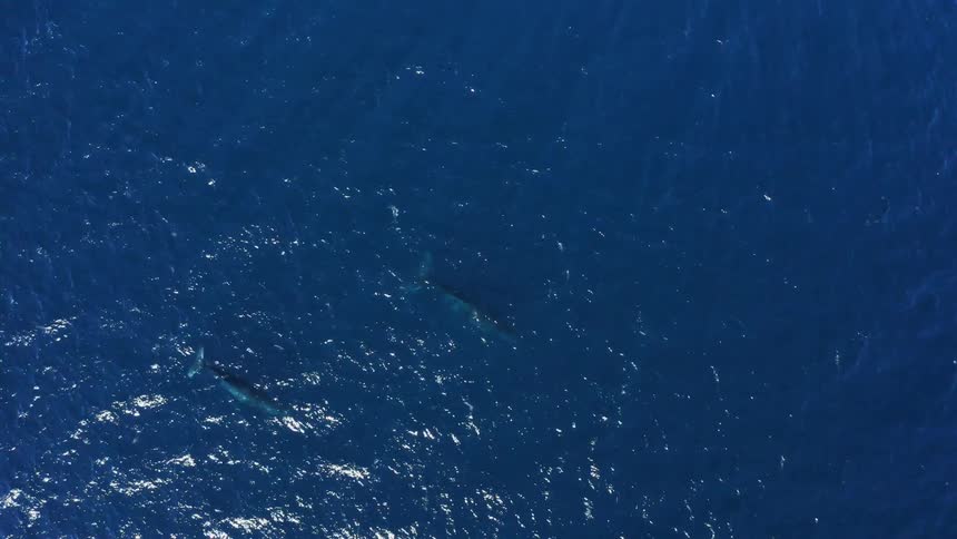 Whales floating under the surface of the blue ocean waters