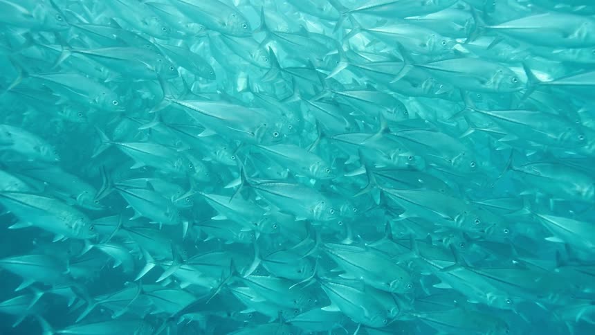 A bunch of fish swimming in the ocean